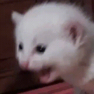 A screaming cat to reflect my very distressed state